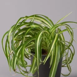 Grünlilie 'Bonnie' Mit Keramiktopf Dallas Anthrazit, Topf-Ø 12 Cm, 3er-Set -Garten Sicht Verkäufe 0220108128 Chlorophyt Bonnie Dallas anthraz 2