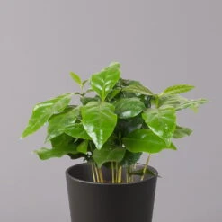 Kaffeestrauch Mit Keramiktopf Anthrazit, Topf-Ø 12cm, Höhe Ca. 25 Cm, 3er-Set -Garten Sicht Verkäufe 0220108129 Coffea arabica Dallas anthrazit 2