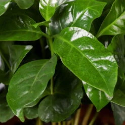 Kaffeestrauch Mit Keramiktopf Anthrazit, Topf-Ø 12cm, Höhe Ca. 25 Cm, 3er-Set -Garten Sicht Verkäufe 0220108129 Coffea arabica Dallas anthrazit 4