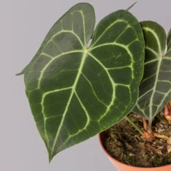 Anthurium Clarinervium, Topf-Ø 15 Cm, Höhe Ca. 40 Cm -Garten Sicht Verkäufe 0220108197 Anthurium clarinervium T15 2 120789