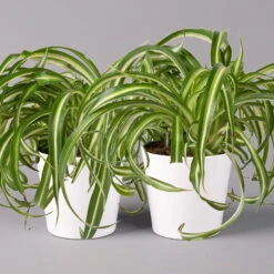 Grünlilie 'Bonnie' Mit Keramiktopf Dallas Weiß, Topf-Ø 12 Cm, 2er-Set