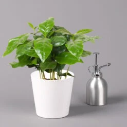 Kaffeestrauch Mit Keramiktopf Dallas Weiß, Topf-Ø 12cm, Höhe Ca. 25 Cm, 2er-Set -Garten Sicht Verkäufe 0220108253 Coffea arabica Dallas weiss 3