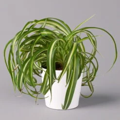 Grünlilie 'Bonnie' Mit Keramiktopf Dallas Weiß, Topf-Ø 12 Cm, Höhe Ca. 25 Cm