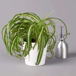 Grünlilie 'Bonnie' Mit Keramiktopf Dallas Weiß, Topf-Ø 12 Cm, Höhe Ca. 25 Cm -Garten Sicht Verkäufe 0220108254 Chlorophyt Bonnie in Topf Dallas weiss 32