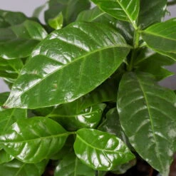 Kaffeestrauch Mit Keramiktopf Dallas Weiß, Topf-Ø 12cm, Höhe Ca. 25 Cm -Garten Sicht Verkäufe 0220108255 Coffea arabica Dallas weiss 42