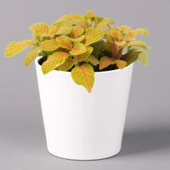 Fittonia 'Skeleton' Inkl. Keramiktopf Dallas Weiß, Topf-Ø 12 Cm