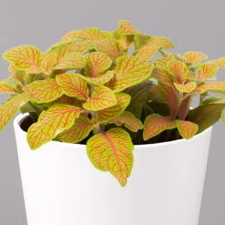 Fittonia 'Skeleton' Inkl. Keramiktopf Dallas Weiß, Topf-Ø 12 Cm, 2er-Set -Garten Sicht Verkäufe 0220108258 Fittonia Skeleton Topf Dallas weiss 2