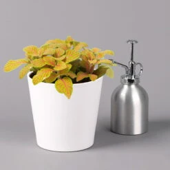 Fittonia 'Skeleton' Inkl. Keramiktopf Dallas Weiß, Topf-Ø 12 Cm, 2er-Set -Garten Sicht Verkäufe 0220108258 Fittonia Skeleton Topf Dallas weiss 3