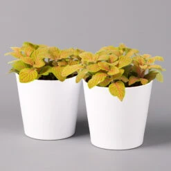 Fittonia 'Skeleton' Inkl. Keramiktopf Dallas Weiß, Topf-Ø 12 Cm, 2er-Set