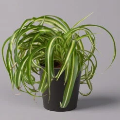 Grünlilie 'Bonnie' Mit Keramiktopf Dallas Anthrazit, Topf-Ø 12 Cm, Höhe Ca. 25cm