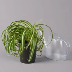 Grünlilie 'Bonnie' Mit Keramiktopf Dallas Anthrazit, Topf-Ø 12 Cm, Höhe Ca. 25cm -Garten Sicht Verkäufe 0220108267 Chlorophyt Bonnie Dallas anthraz 32