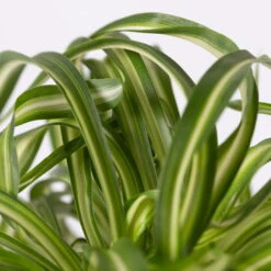 Grünlilie 'Bonnie' Mit Keramiktopf Dallas Anthrazit, Topf-Ø 12 Cm, Höhe Ca. 25cm -Garten Sicht Verkäufe 0220108267 Chlorophyt Bonnie Dallas anthraz 42