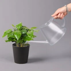 Kaffeestrauch Mit Keramiktopf Dallas Anthrazit, Topf-Ø 12cm, Höhe Ca. 25 Cm -Garten Sicht Verkäufe 0220108268 Coffea arabica Dallas anthrazit 32