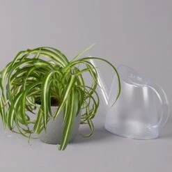 Grünlilie 'Bonnie', Topf-Ø 12 Cm, Höhe Ca. 20 Cm, 3er-Set -Garten Sicht Verkäufe 0220108272 Chlorophytum Comosum Bonnie 3er Set 12 cm WS 42