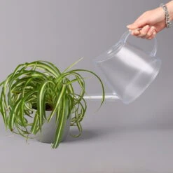 Grünlilie 'Bonnie', Topf-Ø 12 Cm, Höhe Ca. 20 Cm, 3er-Set -Garten Sicht Verkäufe 0220108272 Chlorophytum Comosum Bonnie 3er Set 12 cm WS 52