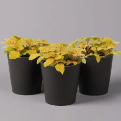 Fittonia 'Skeleton' Inkl. Keramiktopf Dallas Anthrazit, Topf-Ø 12 Cm, 3er-Set