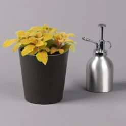 Fittonia 'Skeleton' Inkl. Keramiktopf Dallas Anthrazit, Topf-Ø 12 Cm, 2er-Set -Garten Sicht Verkäufe 0220108275 Fittonia Skeleton Topf Dallas anthrazit 3