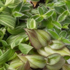 Dreimasterblume In Keramiktopf Weiß, Nach Verfügbarkeit, Topf-Ø 12 Cm, 2er-Set -Garten Sicht Verkäufe 0220108388 0220108389 0220108390 0220108391 0220108392 tradescantia mix 3 120790 1