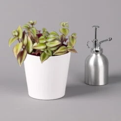 Dreimasterblume In Keramiktopf Weiß, Nach Verfügbarkeit, Topf-Ø 12 Cm, 3er-Set -Garten Sicht Verkäufe 0220108389 0220108391 Tradescantia Mix in uebertopf Dallas weiss 12cmT 1 123816