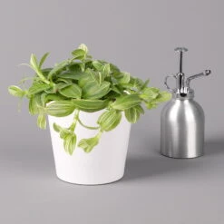 Dreimasterblume In Keramiktopf Weiß, Nach Verfügbarkeit, Topf-Ø 12 Cm, 3er-Set -Garten Sicht Verkäufe 0220108389 0220108391 Tradescantia Mix in uebertopf Dallas weiss 12cmT 2 123815