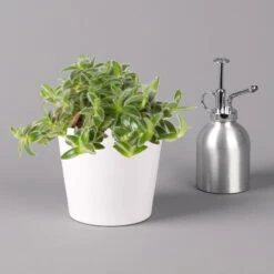 Dreimasterblume In Keramiktopf Weiß, Nach Verfügbarkeit, Topf-Ø 12 Cm, 3er-Set -Garten Sicht Verkäufe 0220108389 0220108391 Tradescantia Mix in uebertopf Dallas weiss 12cmT 123817