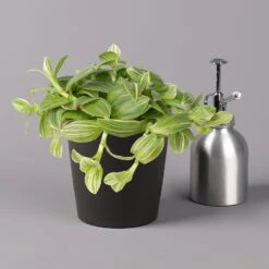 Dreimasterblume In Keramiktopf Anthrazit, N. Verfügbarkeit, Topf-Ø 12cm, 3er-Set -Garten Sicht Verkäufe 0220108390 0220108392 Tradescantia Mixin Topf Dallas anthrazit 12cmT 1 123822