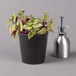 Dreimasterblume In Keramiktopf Anthrazit, N. Verfügbarkeit, Topf-Ø 12cm, 3er-Set -Garten Sicht Verkäufe 0220108390 0220108392 Tradescantia Mixin Topf Dallas anthrazit 12cmT2 123819