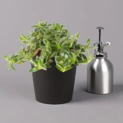 Dreimasterblume In Keramiktopf Anthrazit, N. Verfügbarkeit, Topf-Ø 12cm, 3er-Set -Garten Sicht Verkäufe 0220108390 0220108392 Tradescantia Mixin Topf Dallas anthrazit 12cmT 123823