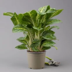 Aglaonema 'Lemon Mint', Topf-Ø 19 Cm, Höhe Ca. 45 Cm