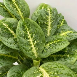 Aglaonema 'Lemon Mint', Topf-Ø 19 Cm, Höhe Ca. 45 Cm -Garten Sicht Verkäufe 0220108415 Aglaonema Lemon Mint T19 H45 7 125756