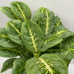 Aglaonema 'Lemon Mint', Topf-Ø 19 Cm, Höhe Ca. 45 Cm -Garten Sicht Verkäufe 0220108415 Aglaonema Lemon Mint T19 H45 8 125755