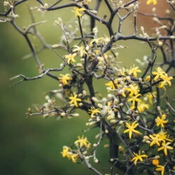 Zickzackstrauch, Topf-Ø 11 Cm, Höhe Ca. 20 Cm, 3er-Set -Garten Sicht Verkäufe 0220108510 0220108511 0220108515 0220108516 0220108517 0220108518 0220108519 0220108520 Corokia 1 116837 2