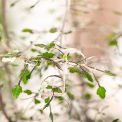 Zickzackstrauch Gefärbt Mit Glitzer, Lila, Topf-Ø 13 Cm, 2er-Set -Garten Sicht Verkäufe 0220108510 0220108511 0220108515 0220108516 0220108517 0220108518 0220108519 0220108520 Corokia 2 116838