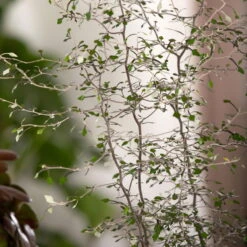 Zickzackstrauch Gefärbt Mit Glitzer, Lila, Topf-Ø 13 Cm, 2er-Set -Garten Sicht Verkäufe 0220108510 0220108511 0220108515 0220108516 0220108517 0220108518 0220108519 0220108520 Corokia 3 116836