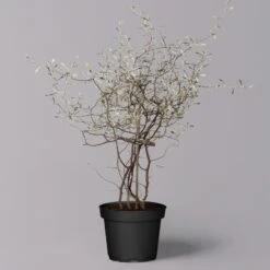 Zickzackstrauch, Topf-Ø 11 Cm, Höhe Ca. 20 Cm, 3er-Set -Garten Sicht Verkäufe 0220108516 Corokia cotoneaster 2 119863