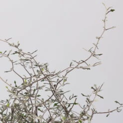 Zickzackstrauch, Topf-Ø 11 Cm, Höhe Ca. 20 Cm, 3er-Set -Garten Sicht Verkäufe 0220108516 Corokia cotoneaster 1 117166