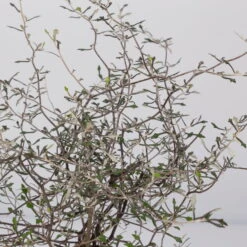 Zickzackstrauch, Topf-Ø 11 Cm, Höhe Ca. 20 Cm, 3er-Set -Garten Sicht Verkäufe 0220108516 Corokia cotoneaster 8 117167