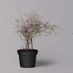 Zickzackstrauch Gefärbt Mit Glitzer, Lila, Topf-Ø 13 Cm, 2er-Set -Garten Sicht Verkäufe 0220108520 Corokia lila geglitzert 6 119867