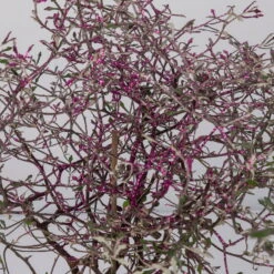 Garten Sicht Verkäufe -Garten Sicht Verkäufe 0220108520 Corokia lila geglitzert detail 117165