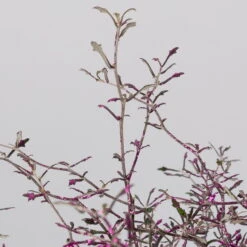 Zickzackstrauch Gefärbt Mit Glitzer, Lila, Topf-Ø 13 Cm, 2er-Set -Garten Sicht Verkäufe 0220108520 Corokia lila geglitzert detail 2 117164