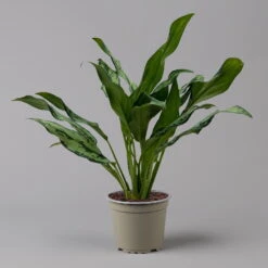 Aglaonema 'Miss Juliette', Topf-Ø 12 Cm, Höhe Ca. 35 Cm -Garten Sicht Verkäufe 0220108541 Aglaonema Miss Juliette 12cmT H35cm f 126173