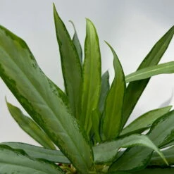 Aglaonema 'White Lance', Topf-Ø 17 Cm, Höhe Ca. 40 Cm -Garten Sicht Verkäufe 0220108544 Aglaonema White Lance 17cmT H40cm 2 125650