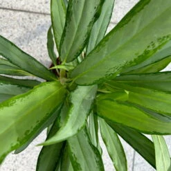 Aglaonema 'White Lance', Topf-Ø 17 Cm, Höhe Ca. 40 Cm -Garten Sicht Verkäufe 0220108544 Aglaonema White Lance 17cmT H40cm 4 125652