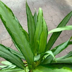 Aglaonema 'White Lance', Topf-Ø 17 Cm, Höhe Ca. 40 Cm -Garten Sicht Verkäufe 0220108544 Aglaonema White Lance 17cmT H40cm 5 125651