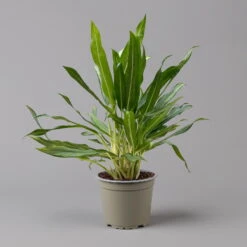 Aglaonema 'White Lance', Topf-Ø 17 Cm, Höhe Ca. 40 Cm -Garten Sicht Verkäufe 0220108544 Aglaonema White Lance 17cmT H40cm f 126176