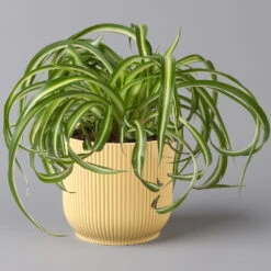 Grünlilie 'Bonnie' Mit Übertopf Vibes Gelb, Topf-Ø 12 Cm, Höhe Ca. 25 Cm