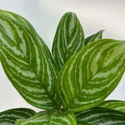 Aglaonema 'Stripes', Topf-Ø 12 Cm Mit Übertopf Dallas Weiß -Garten Sicht Verkäufe 0220108574 T12 0220108592 Aglaonema Stripes T12 Dallas weiss 14cm 1 125655