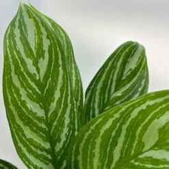 Aglaonema 'Stripes', Topf-Ø 12 Cm Mit Übertopf Dallas Weiß -Garten Sicht Verkäufe 0220108574 T12 0220108592 Aglaonema Stripes T12 Dallas weiss 14cm 2 125654