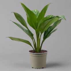 Aglaonema 'Stripes', Topf-Ø 12 Cm Mit Übertopf Dallas Weiß -Garten Sicht Verkäufe 0220108574 T12 0220108592 Aglaonema Stripes T12 Dallas weiss 14cm f 126177