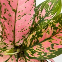 Aglaonema 'Pink', Topf-Ø 12 Cm -Garten Sicht Verkäufe 0220108587 Aglaonema Pink 12cmT 10 125662